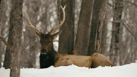 Winter animals00002806 Stock Footage 243033492