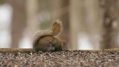 Winter animals00003716 Stock Footage 243033629