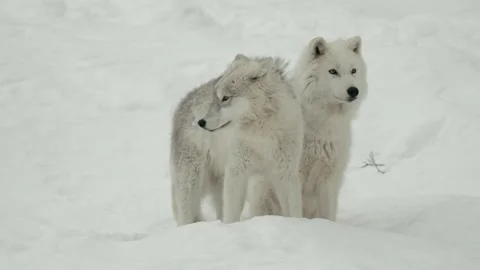Winter animals00005418 Stock Footage 243033524