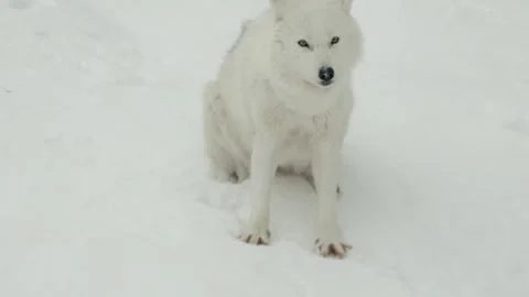 Winter animals00006574 Stock Footage 243033500