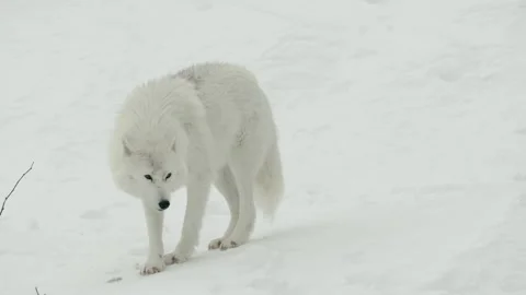 Winter animals00007642 Stock Footage 243033491