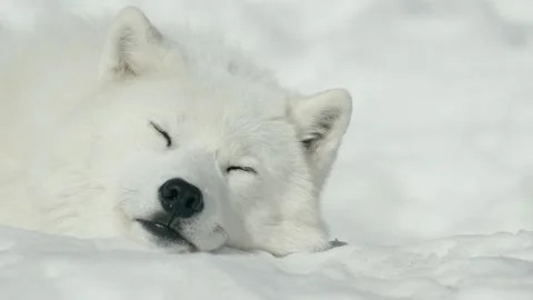 Winter animals00008696 Stock Footage 243033226