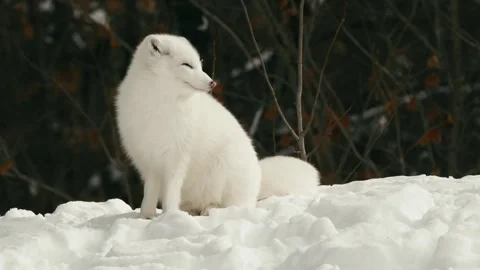 Winter animals00009556 Stock Footage 243033218