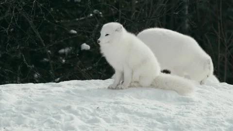 Winter animals00010370 Stock Footage 243033228