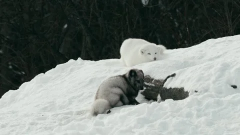 Winter animals00011326 Stock Footage 243033274