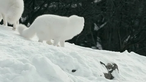 Winter animals00013316 Stock Footage 243033048