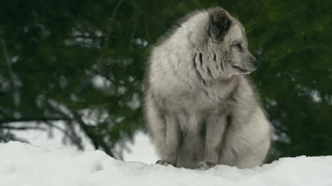 Winter animals00015072 Stock Footage 243033275