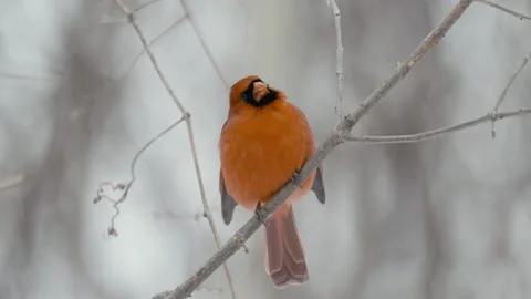 Winter animals00017716 Stock Footage 243033040