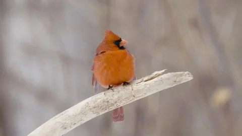 Winter animals00019162 Stock Footage 243032974
