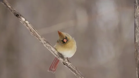 Winter animals00020814 Stock Footage 243032519