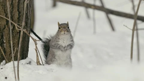 Winter animals00022356 Stock Footage 243032481