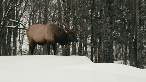 Winter animals00023070 Stock Footage 243032477