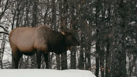 Winter animals00024062 Stock Footage 243032492