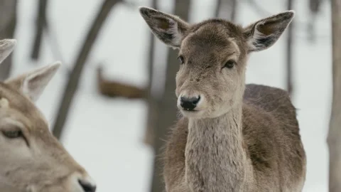 Winter animals00025624 Stock Footage 243032397