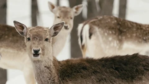 Winter animals00026640 Stock Footage 243032350