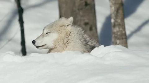 Winter animals00027828 Stock Footage 243032387