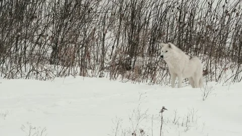 Winter animals00033678 Stock Footage 243032390