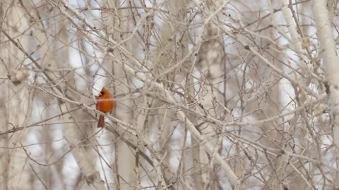 Winter animals00045314 Stock Footage 243032318