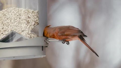 Winter animals00048310 Stock Footage 243032203