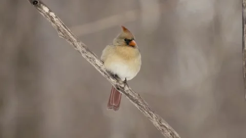 Winter animals00049682 Stock Footage 243032227