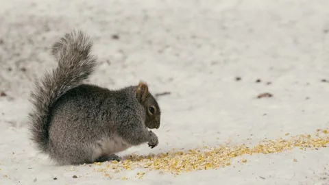 Winter animals00051390 Stock Footage 243032228