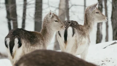 Winter animals00053978 Stock Footage 243032204