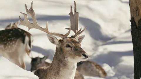 Winter animals00055714 Stock Footage 243032170