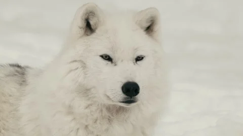 Winter animals00061460 Stock Footage 243032031