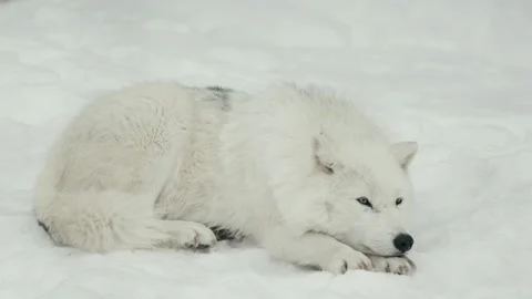 Winter animals00063824 Stock Footage 243032032