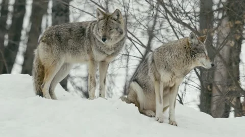 Winter animals00067414 Stock Footage 243031959