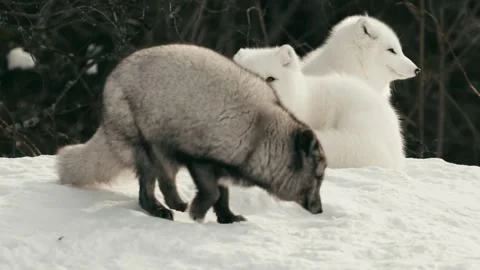 Winter animals00072170 Stock Footage 243032023