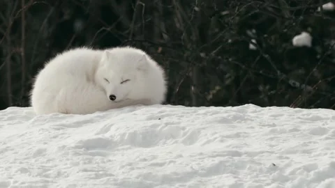 Winter animals00074586 Stock Footage 243029843