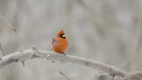 Winter animals00079072 Stock Footage 243029845