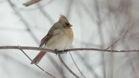 Winter animals00081134 Stock Footage 243029827