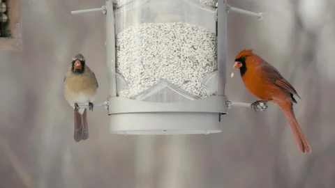 Winter animals00083080 Stock Footage 243029808