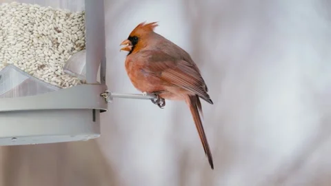 Winter animals00084698 Stock Footage 243029743