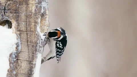 Winter animals00086112 Stock Footage 243029746