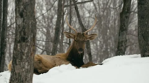 Winter animals00088192 Stock Footage 243029704