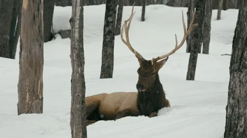 Winter animals00091990 Stock Footage 243029670