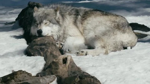 Winter animals00096062 Stock Footage 243029736