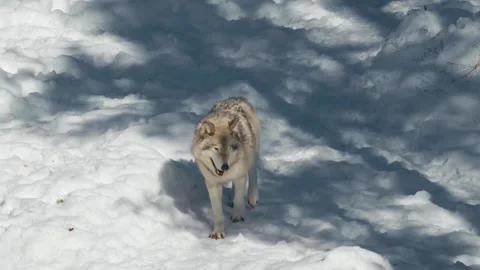 Winter animals00099160 Stock Footage 243029566