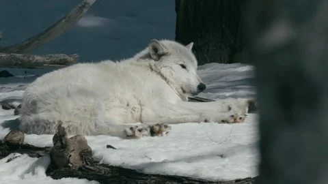 Winter animals00099672 Stock Footage 243029631