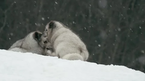 Winter animals00102176 Stock Footage 243012585
