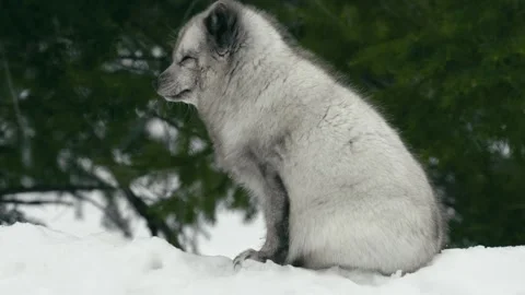 Winter animals00105204 Stock Footage 243012608