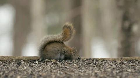 Winter animals00111924 Stock Footage 243012557