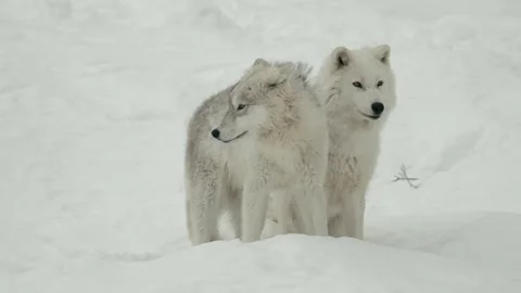 Winter animals00113584 Stock Footage 243012470