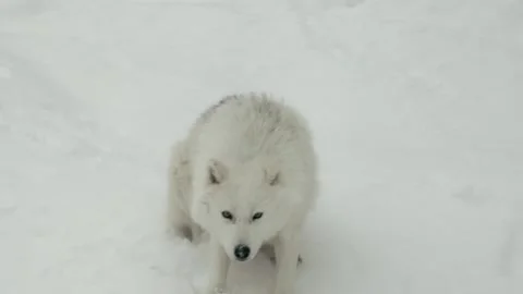 Winter animals00114710 Stock Footage 243012473