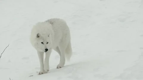 Winter animals00115878 Stock Footage 243012411