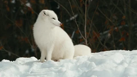 Winter animals00117722 Stock Footage 243012380