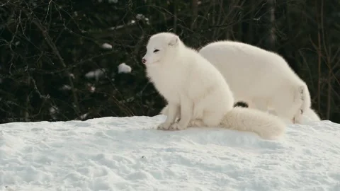 Winter animals00118546 Stock Footage 243012336